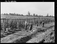 Weighting scales at edge of bean field. Near West Stayton, Marion County, Oregon. General caption number 46. Sourced from the Library of Congress.