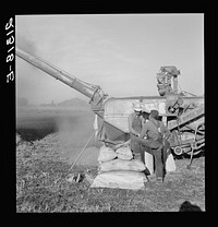 Oklahoman and Missourian working in the same field crew sacking red clover seed, on older settler's ranch. Near Ontario, Malheur County, Oregon. Sourced from the Library of Congress.
