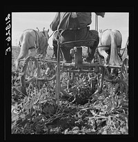 Sugar beet lifter in older settler's field, which loosens beets and partially lifts them from ground. Near Ontario, Malheur County, Oregon. Sourced from the Library of Congress.