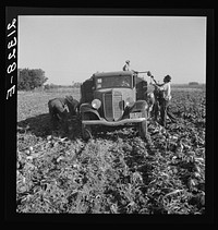 Loading truck in sugar beet field. Average wage of field worker: two dollars and fifty cents per day and dinner and supper during topping. Near Ontario, Malheur County, Oregon. Sourced from the Library of Congress.