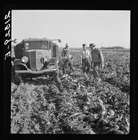 [Untitled photo, possibly related to: Loading truck in sugar beet field. Average wage of field worker: two dollars and fifty cents per day and dinner and supper during topping. Near Ontario, Malheur County, Oregon]+D1559. Sourced from the Library of Congress.