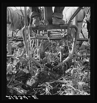 [Untitled photo, possibly related to: Sugar beet lifter in older settler's field, which loosens beets and partially lifts them from ground. Near Ontario, Malheur County, Oregon]. Sourced from the Library of Congress.