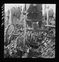 [Untitled photo, possibly related to: Sugar beet lifter in older settler's field, which loosens beets and partially lifts them from ground. Near Ontario, Malheur County, Oregon]. Sourced from the Library of Congress.