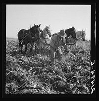[Untitled photo, possibly related to: Topping sugar beets after lifter has loosened them. Near Ontario, Malheur County, Oregon]. Sourced from the Library of Congress.