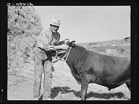 [Untitled photo, possibly related to: Mr. Botner with bull which he owns co-operatively with a neighbor under FSA (Farm Security Administration) co-op agreement. Nyssa Heights, Malheur County, Oregon]. Sourced from the Library of Congress.