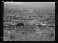 Horses pasturing among stumps and snags. Priest River Valley, Bonner County, Idaho. General caption 49. Sourced from the Library of Congress.