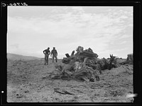 Father and son have cleared thirty acres of raw stump land in three years. Boundary County, Idaho. See general caption 52. Sourced from the Library of Congress.