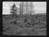 [Untitled photo, possibly related to: Ex-Nebraska farmer and the piece of land which he hopes to clear next year. Bonner County, Idaho. See general caption 50]. Sourced from the Library of Congress.