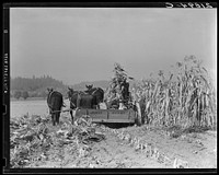 Cutting the corn on the Miller farm near West Carlton, Yamhill County, Oregon. See general caption 57 and 58. Sourced from the Library of Congress.