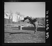 Lumberjack turning handspring near Littlefork, Minnesota by Russell Lee