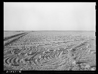 Rice field near Crowley, Louisiana by Russell Lee