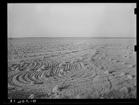 Field of rice near Crowley, Louisiana by Russell Lee