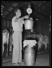 Weighing the milk. Dairy farm, Lake Dick Project, Arkansas. Daily production record of each cow is kept by Russell Lee