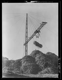 [Untitled photo, possibly related to: Unloading sugarcane from special trailer at sugar mill near Jeanerette, Louisiana] by Russell Lee