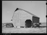 [Untitled photo, possibly related to: Barn with farmer and livestock. Lakeview Project, Arkansas] by Russell Lee