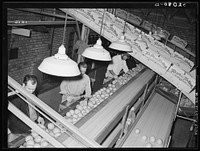 Inspecting and grading grapefruit. Packing plant, Weslaco, Texas by Russell Lee