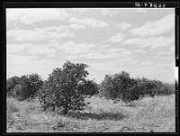 Abandoned citrus grove near Weslaco, Texas. Note the great amount of underbrush. There are several of these abandoned groves in this section, due to lack of finances for cultivation and irrigation. There is also much absentee ownership in the citrus industry by Russell Lee