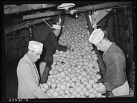 Inspecting grapefruit on conveyor. Grapefruit juice canning plant, Weslaco, Texas by Russell Lee
