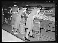 Packing grapefruit into sacks. This is common method of packing for relief distribution. Weslaco, Texas by Russell Lee