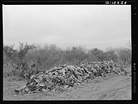 Pile of cactus which has heaped up after grubbing farm land in the process of clearing. It is necessary to pack the cactus very solidly in order to kill. Near Robstown, Texas by Russell Lee