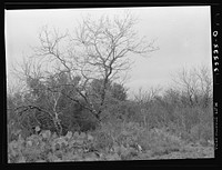 Cactus, mesquite and thick chaparral near Robstown, Texas by Russell Lee