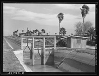 [Untitled photo, possibly related to: Irrigation canal and irrigated citrus grove. San Juan, Texas] by Russell Lee