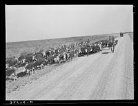 Cattle being rounded up near Eagle Pass, Texas by Russell Lee