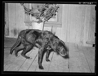 [Untitled photo, possibly related to: Very sick old dog on his last legs. His master is a Mexican. San Antonio, Texas] by Russell Lee