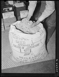 Farmer examining cotton seed in front of drugstore. San Augustine, Texas by Russell Lee