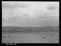 [Untitled photo, possibly related to: Cattle roundup on ranch near Marfa, Texas] by Russell Lee