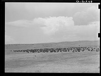 Cattle roundup on ranch near Marfa, Texas by Russell Lee