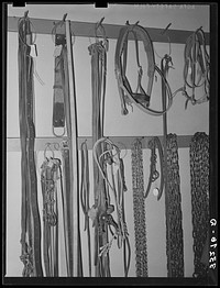 Cinch straps, bits, halters and chains in ranch supply store. Alpine, Texas by Russell Lee
