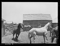 Roping a horse in corral. SMS Ranch near Spur Texas by Russell Lee