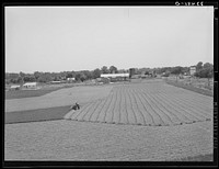 Cutting field of alfalfa with tractor-drawn equipment near Prague, Oklahoma by Russell Lee