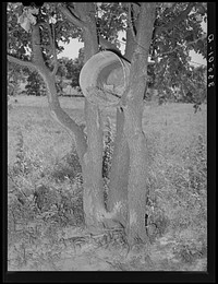 Hen's nest in tree. Agricultural day laborer's house in McIntosh County, Oklahoma by Russell Lee
