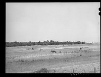 Strip farming in field near Sallisaw, Oklahoma. Field back of farmer has been ruined by erosion. Tenant farmer by Russell Lee