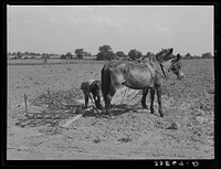 Son of tenant farmer hooking team of mules to spike-tooth harrow. Near Muskogee, Oklahoma. Refer to general caption number 20 by Russell Lee