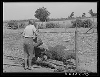 Daughter of tenant farmer feeding the hogs near Muskogee, Oklahoma. See general caption 20 by Russell Lee