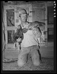 Resident of community camp with his fighting cocks, his hobby. Oklahoma City, Oklahoma. See caption no. 21 by Russell Lee
