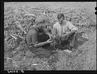 FSA (Farm Security Administration) supervisor and farmer-client examining quality of silage from trench silo. Sheridan County, Kansas by Russell Lee