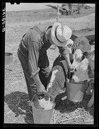Mr. Bosley of reorganization unit, Baca County, Colorado, feeding calves. Livestock are a most essential part of the reorganization program by Russell Lee