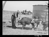 [Untitled photo, possibly related to: Mr. Bosley of reorganization unit, Baca County, Colorado, feeding calves. Livestock are a most essential part of the reorganization program] by Russell Lee