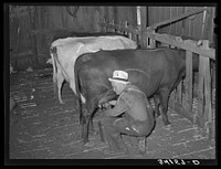 Mr. Bosley milking his dual-purpose cows on his farm. Baca County, Colorado by Russell Lee