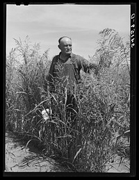 Mr. Bosley of the reorganization unit standing in a field of sudan grass on his farm in Baca County, Colorado. This grass is one of the best cover crops which can be grown in this region in order to bring it back from its present stricken stage due to dust storms by Russell Lee