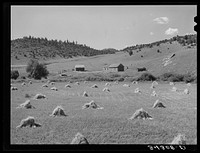 [Untitled photo, possibly related to: Wheat field on Spanish-American farm near Holman, New Mexico] by Russell Lee