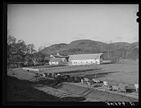 Cows going home in the late afternoon near Wallingford, Vermont by Russell Lee