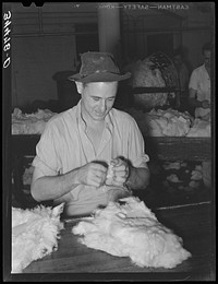 Testing cotton for length of fiber and grade. Compress, Houston, Texas by Russell Lee