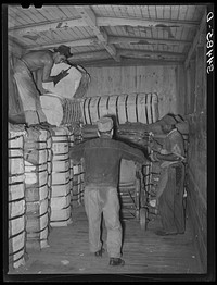 Unloading a carload of cotton at compress. Houston, Texas by Russell Lee