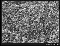 Cotton seed, cotton seed hulls and dry pads of cotton waste in the gin yard. West, Texas by Russell Lee