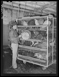 Feeding poultry in pens at cooperative poultry house. Brownwood, Texas by Russell Lee